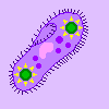 Paramecium